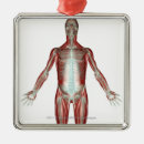 Search for muscle ornaments Vertical
