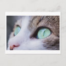 Recherche de yeux verts cartes postales Animaux