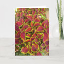 Search for coleus cards Flower