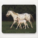 Recherche de jument tapis souris Appaloosa