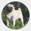 Search for bluebell flower stickers Standing