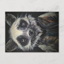 Recherche de ratons laveurs cartes postales Nature
