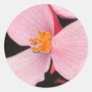 Search for begonia stickers Pink