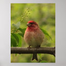 Search for finches posters Wildlife