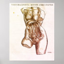 Recherche de modèle anatomique posters Illustration