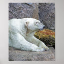 Recherche de ours polaire posters Pôle nord