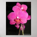 Search for botany posters Orchid
