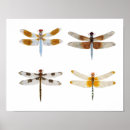 Search for species posters Nature