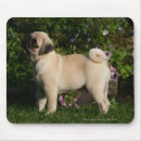 Recherche de balais tapis souris Carlin