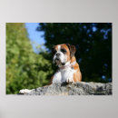 Search for chests art Dog