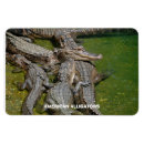 Recherche de d alligator magnets Alligators