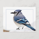 Search for blue jay bird postcards Beauty