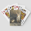 Search for predator playing cards Nature photography