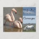 Recherche de camargue cartes postales Provence