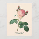 Search for cabbage rose postcards Botanical