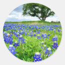 Search for texas wildflower stickers Texas state flower