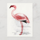 Search for vintage flamingo postcards Illustration