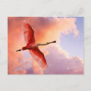 Search for roseate postcards Animals