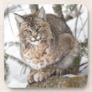 Recherche de elizabeth bar Lynx roux