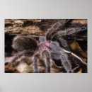 Recherche de tarantula posters Araignée