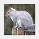 Search for wild squirrel magnets Cute