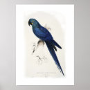 Recherche de ara d art Perroquet