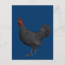 Recherche de coq noir cartes postales Mignon