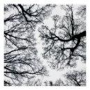 Search for fractal tree posters Nature