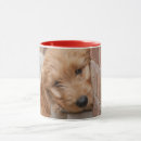 Recherche de pékin tasses Chiot