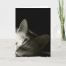 Search for napping cards Photography