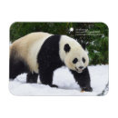 Search for giant holiday cards Bear