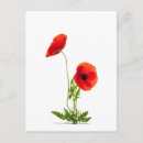 Recherche de frime Blanc