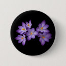 Search for crocus buttons Flowers