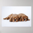 Recherche de épagneul posters Animaux