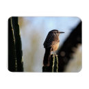 Search for wren magnets Photography