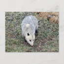 Recherche de opossum cartes postales Marsupial