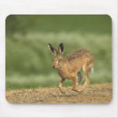 Search for hare mousepads Animal