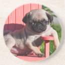Recherche de pug bar Chien