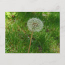 Search for puff postcards Flower