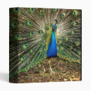 Search for peacock binders Wild