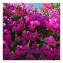 Search for bougainvillea art Flora