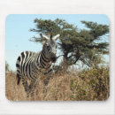 Recherche de zebre tapis souris Faune