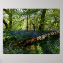 Search for forrest posters Woods