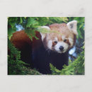 Recherche de red panda cartes postales Faune