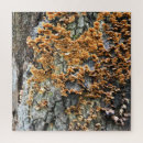 Search for fungi puzzles Trees