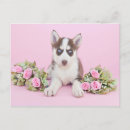 Recherche de marionnette cartes postales Chien