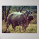 Search for hippo art Modern