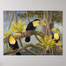 Search for amazon rainforest posters Tropical