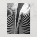 Recherche de zebra cartes postales Zoo