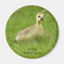 Search for gosling magnets Nature